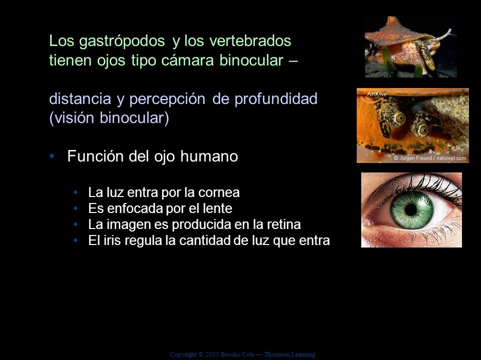 Los gastrópodos y los vertebrados tienen ojos tipo cámara binocular –