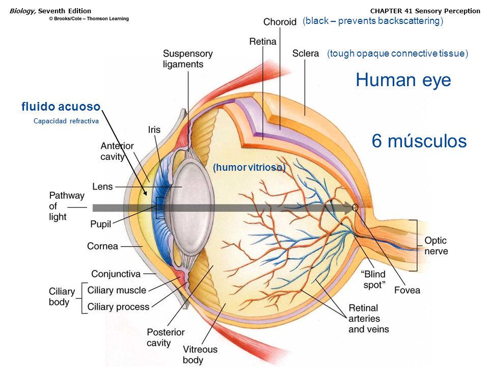 Human eye 6 músculos fluido acuoso (black – prevents backscattering)