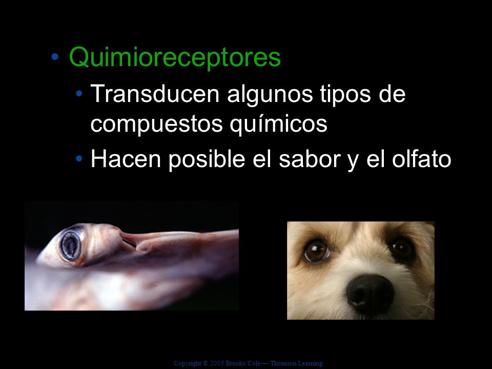 Quimioreceptores Transducen algunos tipos de compuestos químicos