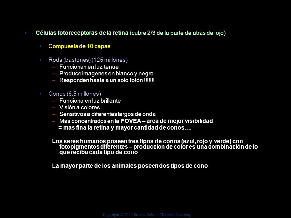 Células fotoreceptoras de la retina (cubre 2/3 de la parte de atrás del ojo)