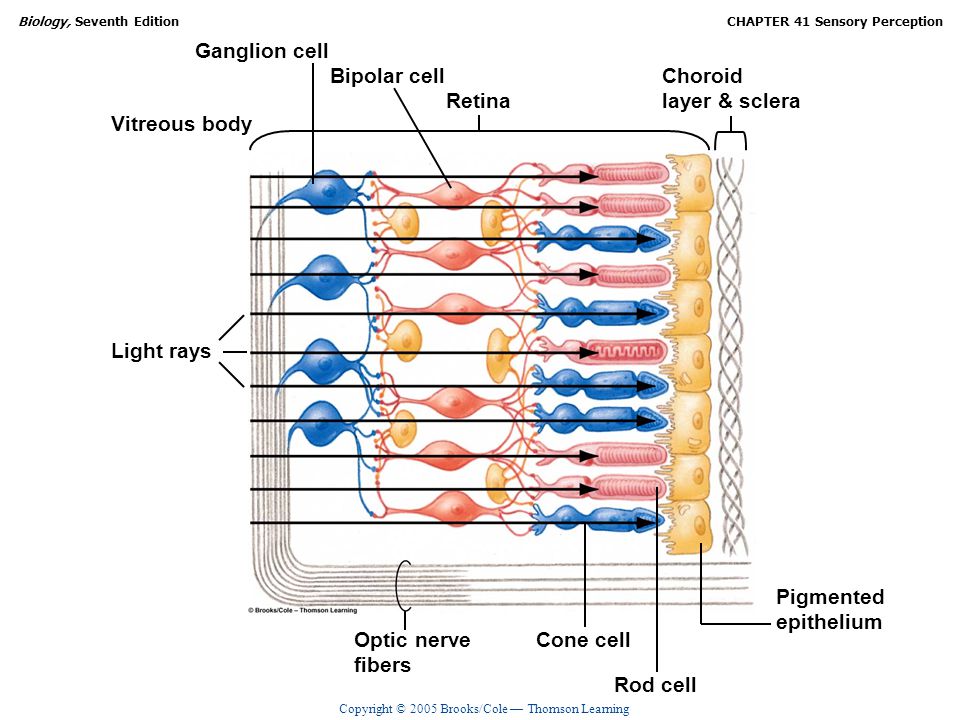 Ganglion cell Bipolar cell. Choroid. layer & sclera. Retina. Vitreous body. Light rays. Pigmented.