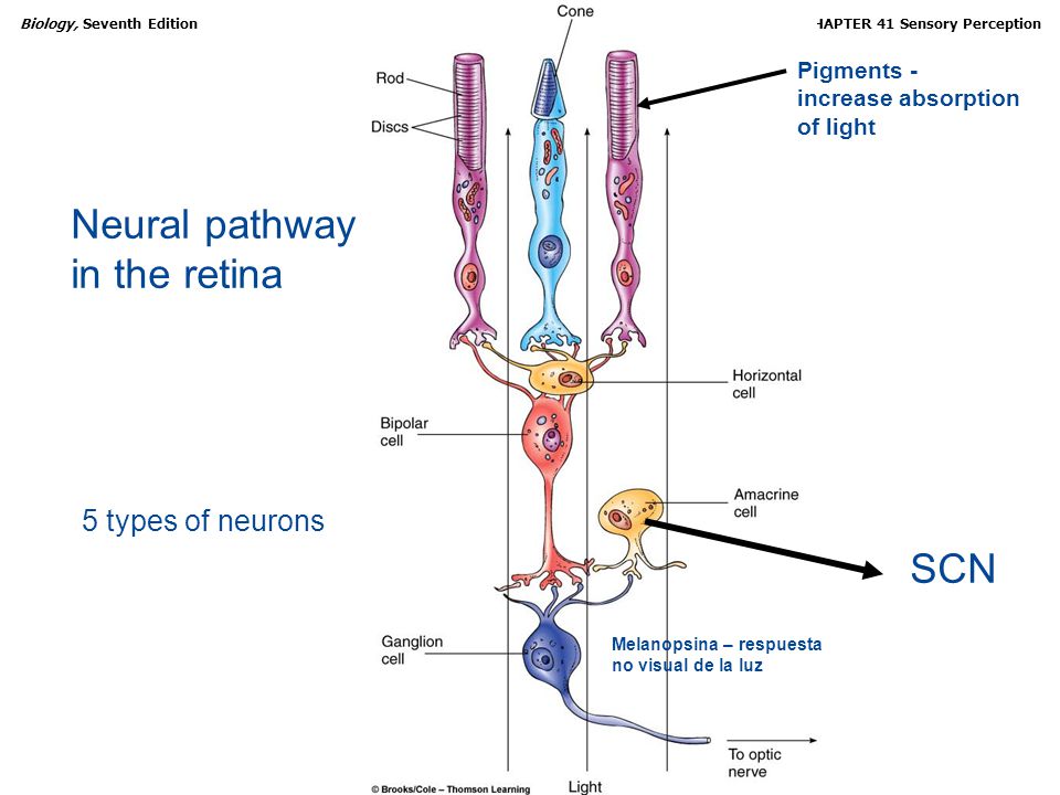 Neural pathway in the retina SCN 5 types of neurons Pigments -
