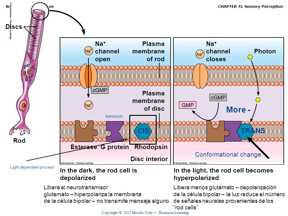 More - CIS TRANS Discs Discs Na+ channel open Plasma membrane of rod