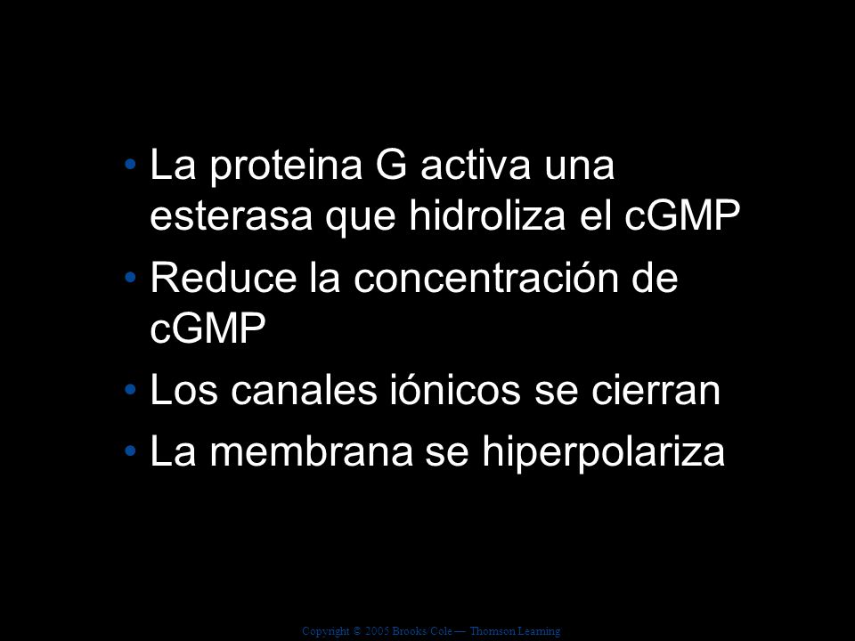 La proteina G activa una esterasa que hidroliza el cGMP
