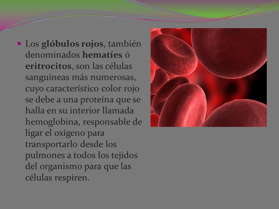 Los glóbulos rojos, también denominados hematíes ó eritrocitos, son las células sanguíneas más numerosas, cuyo característico color rojo se debe a una proteína que se halla en su interior llamada hemoglobina, responsable de ligar el oxígeno para transportarlo desde los pulmones a todos los tejidos del organismo para que las células respiren.