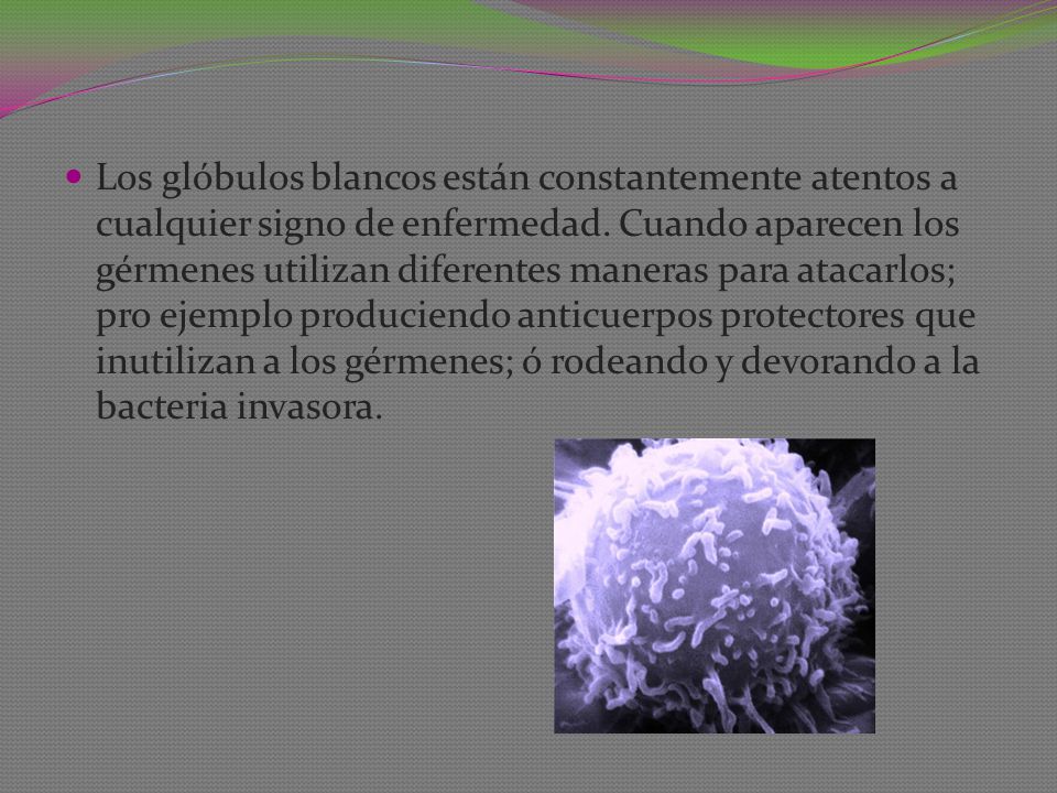 Los glóbulos blancos están constantemente atentos a cualquier signo de enfermedad.