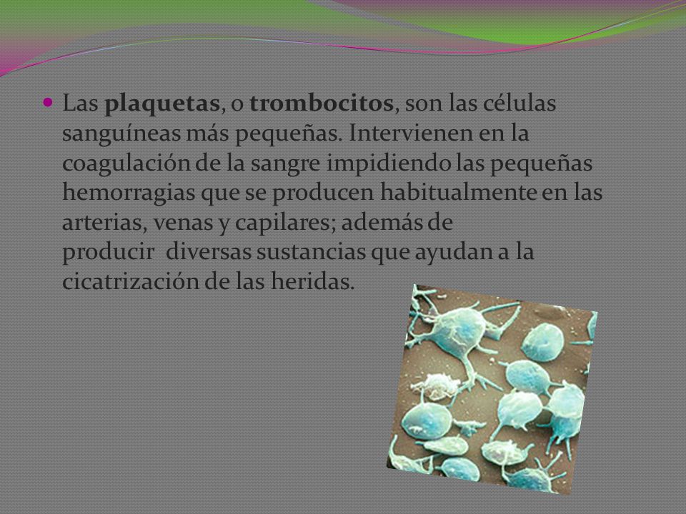 Las plaquetas, o trombocitos, son las células sanguíneas más pequeñas