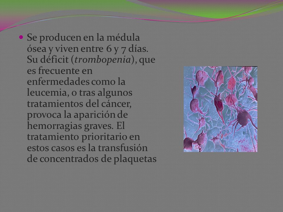 Se producen en la médula ósea y viven entre 6 y 7 días