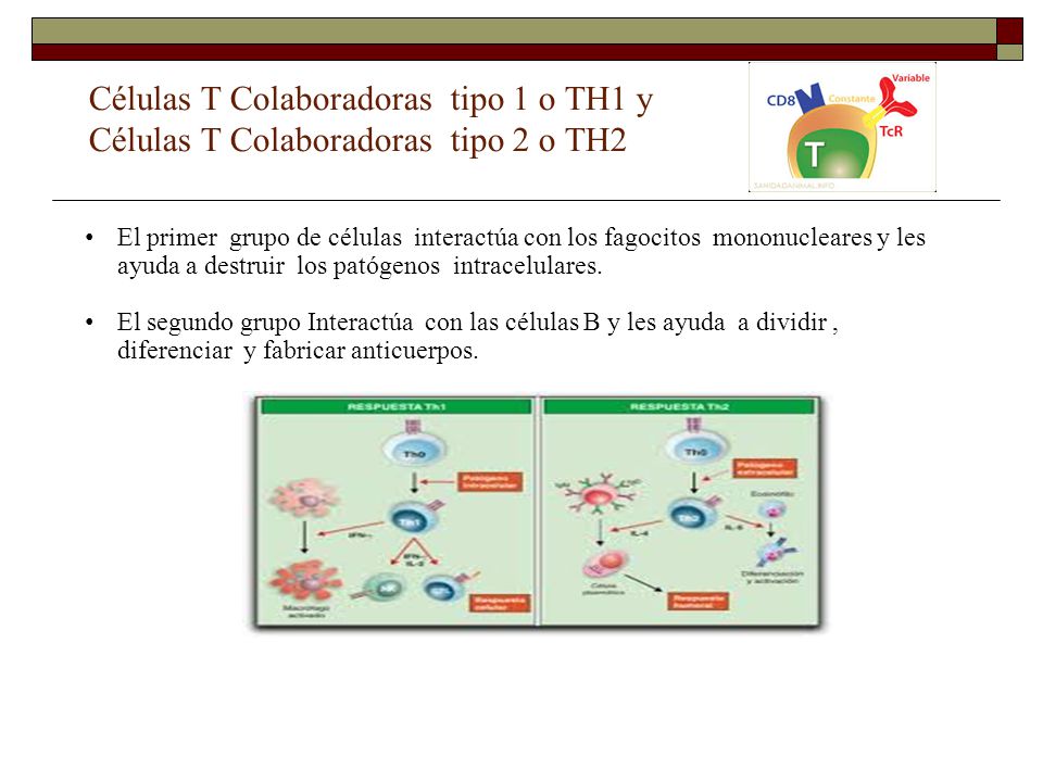 Células T Colaboradoras tipo 1 o TH1 y