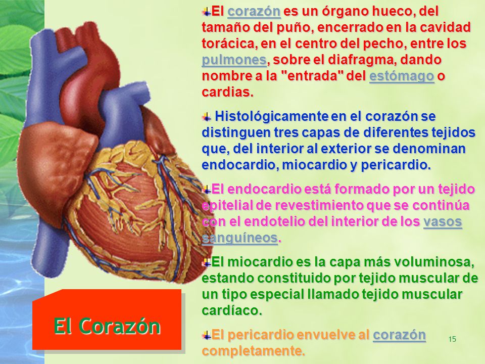 El corazón es un órgano hueco, del tamaño del puño, encerrado en la cavidad torácica, en el centro del pecho, entre los pulmones, sobre el diafragma, dando nombre a la entrada del estómago o cardias.