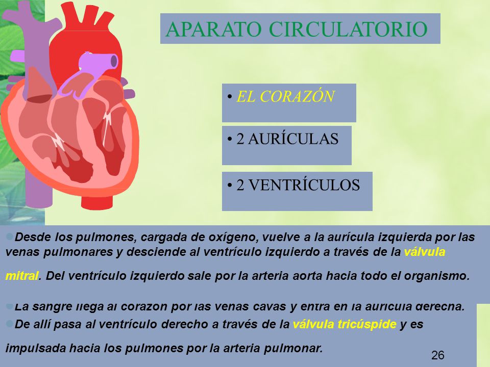 APARATO CIRCULATORIO EL CORAZÓN 2 AURÍCULAS 2 VENTRÍCULOS