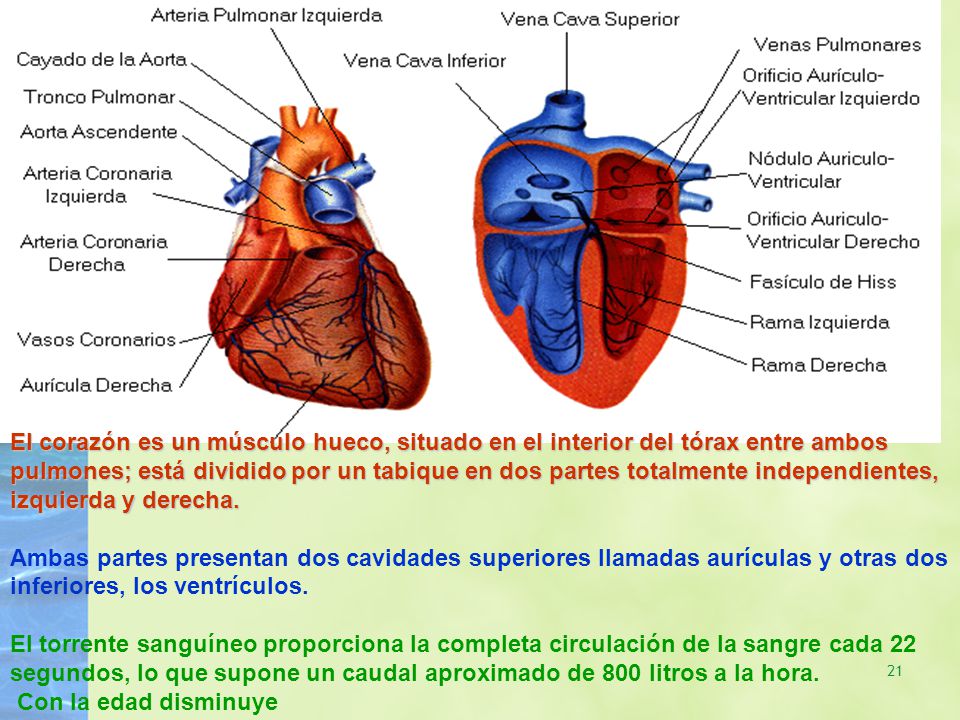 El corazón es un músculo hueco, situado en el interior del tórax entre ambos pulmones; está dividido por un tabique en dos partes totalmente independientes, izquierda y derecha.