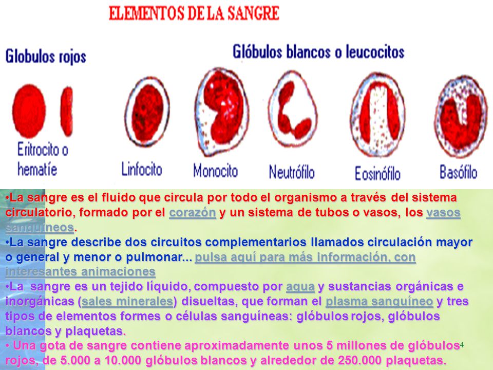 La sangre es el fluido que circula por todo el organismo a través del sistema circulatorio, formado por el corazón y un sistema de tubos o vasos, los vasos sanguíneos.
