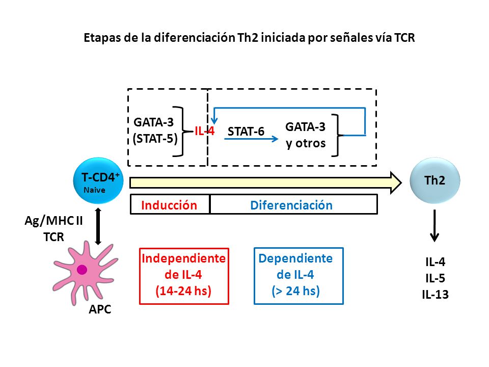 Ag/MHC II TCR. T-CD4+ Naive. APC. Etapas de la diferenciación Th2 iniciada por señales vía TCR.