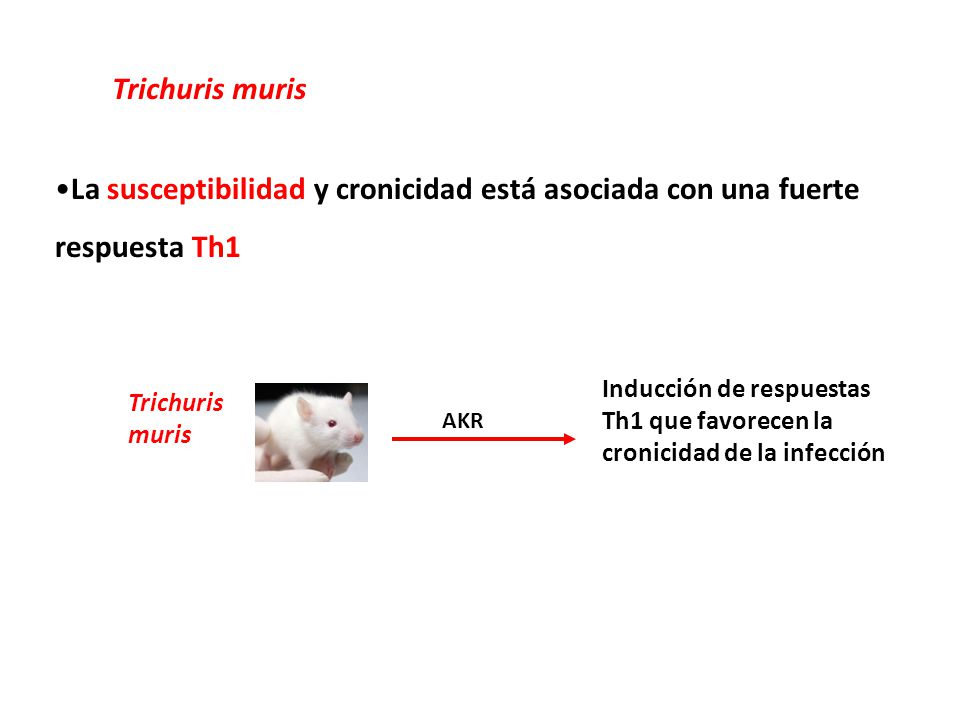 Trichuris muris La susceptibilidad y cronicidad está asociada con una fuerte respuesta Th1. Trichuris.
