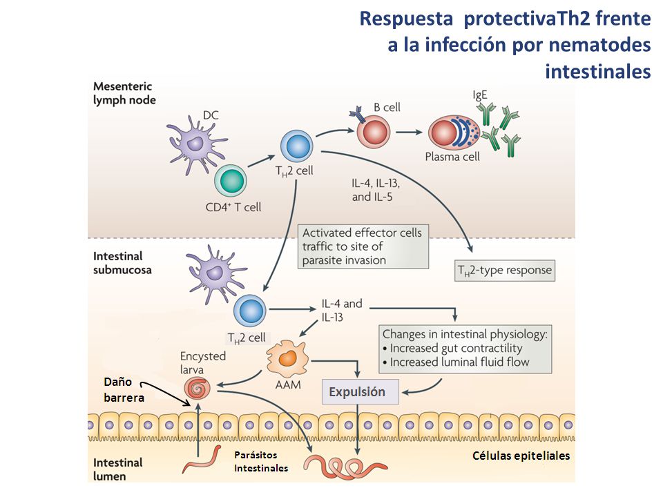 Respuesta protectivaTh2 frente a la infección por nematodes intestinales