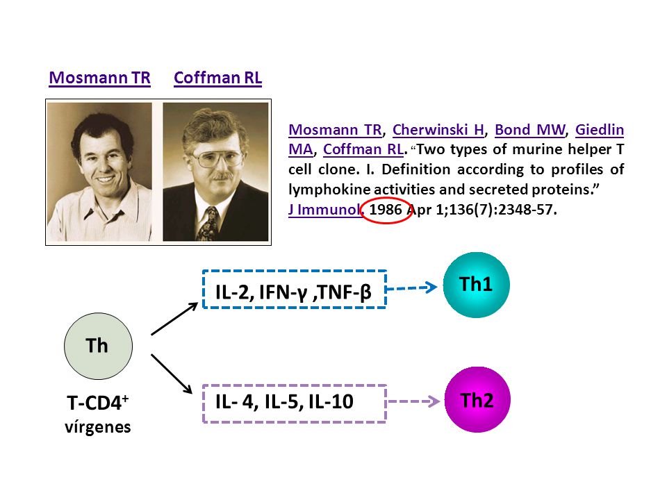 IL-2, IFN-γ ,TNF-β Th1 Th IL- 4, IL-5, IL-10 Th2 T-CD4+ Mosmann TR