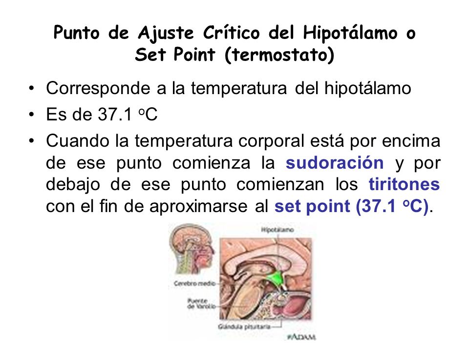 Punto de Ajuste Crítico del Hipotálamo o Set Point (termostato)
