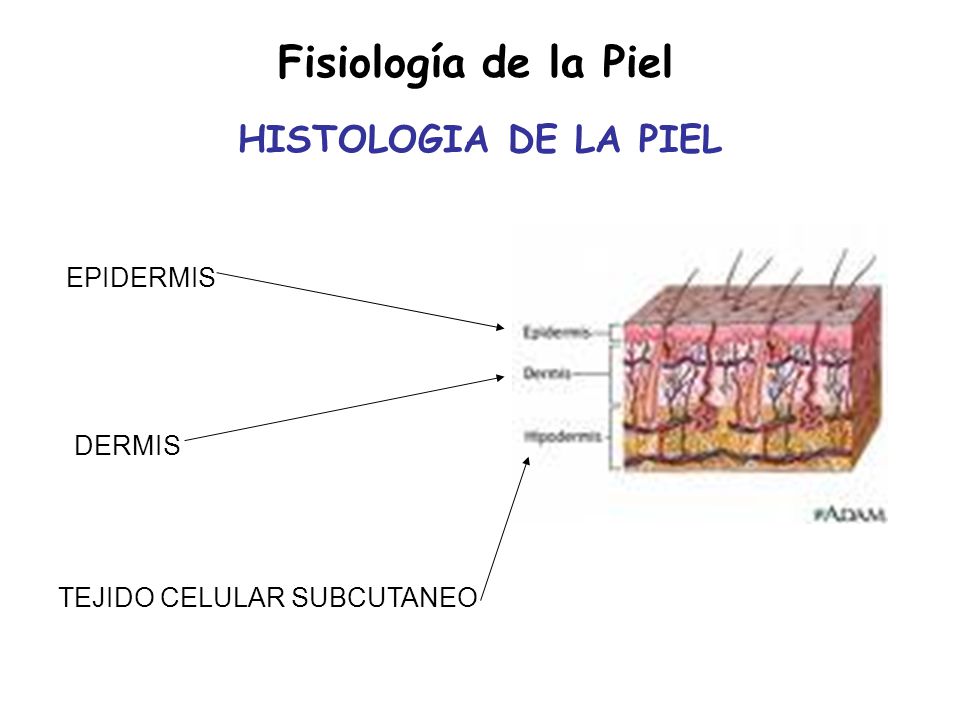 Fisiología de la Piel HISTOLOGIA DE LA PIEL EPIDERMIS DERMIS