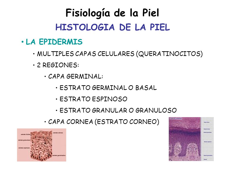 Fisiología de la Piel HISTOLOGIA DE LA PIEL LA EPIDERMIS