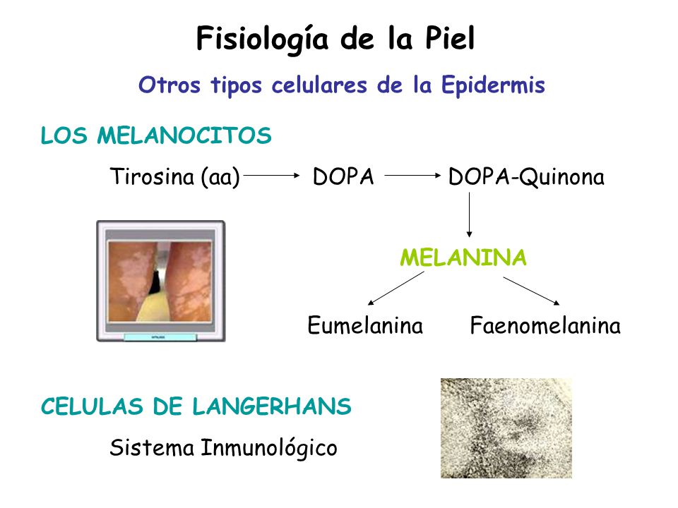Otros tipos celulares de la Epidermis