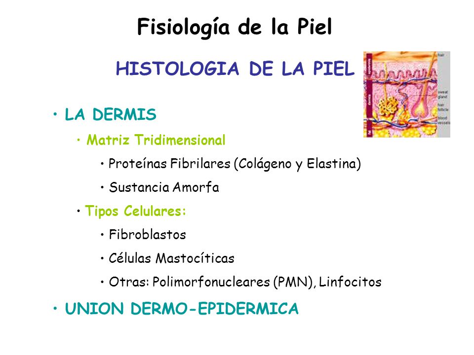 Fisiología de la Piel HISTOLOGIA DE LA PIEL LA DERMIS