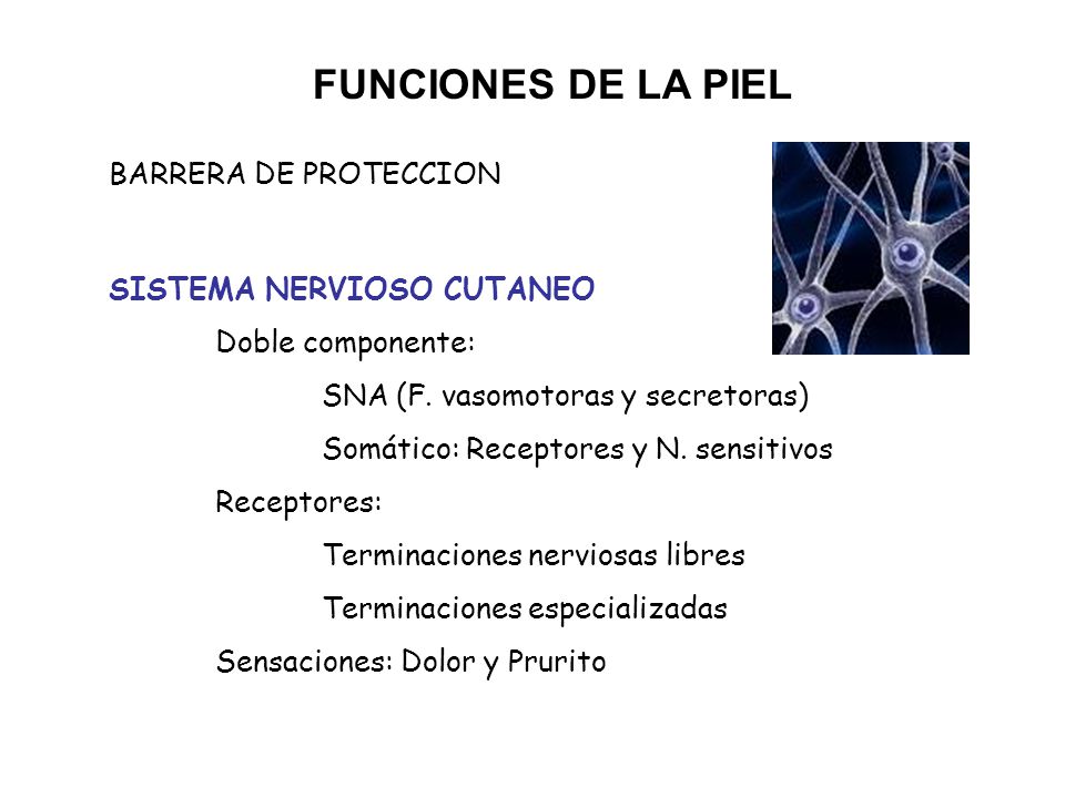 FUNCIONES DE LA PIEL BARRERA DE PROTECCION SISTEMA NERVIOSO CUTANEO