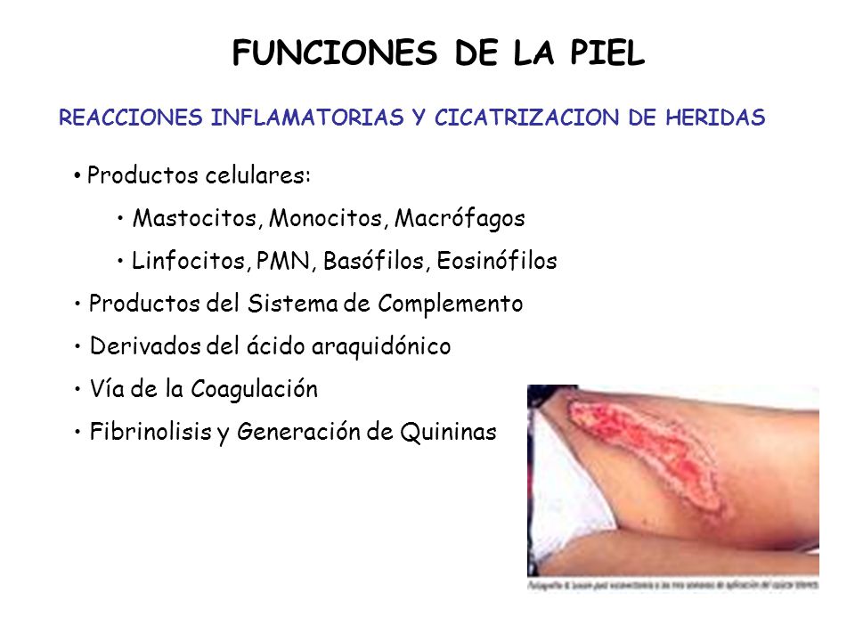 FUNCIONES DE LA PIEL Productos celulares: