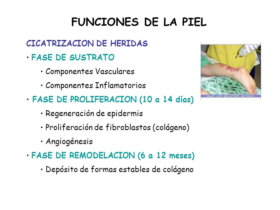 FUNCIONES DE LA PIEL CICATRIZACION DE HERIDAS FASE DE SUSTRATO