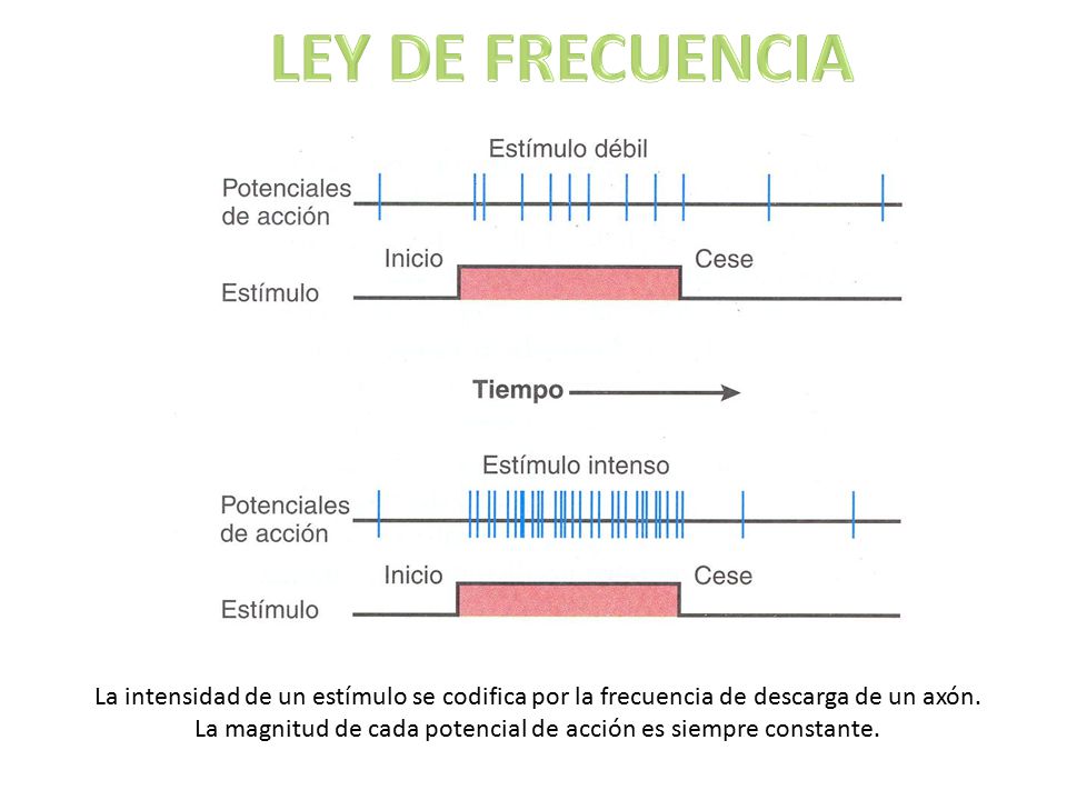 La magnitud de cada potencial de acción es siempre constante.