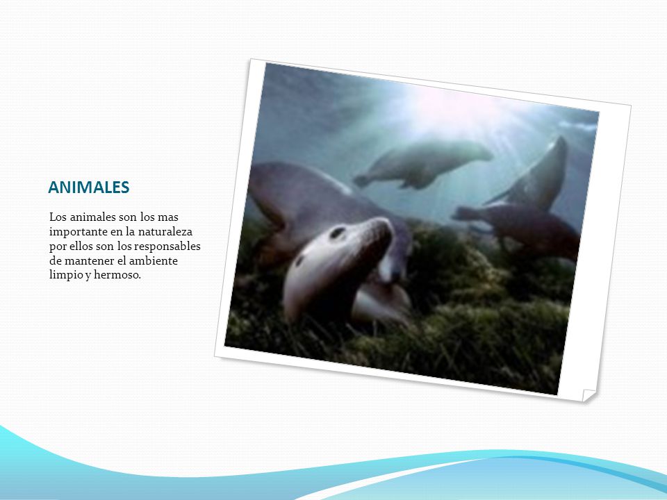 ANIMALES Los animales son los mas importante en la naturaleza por ellos son los responsables de mantener el ambiente limpio y hermoso.