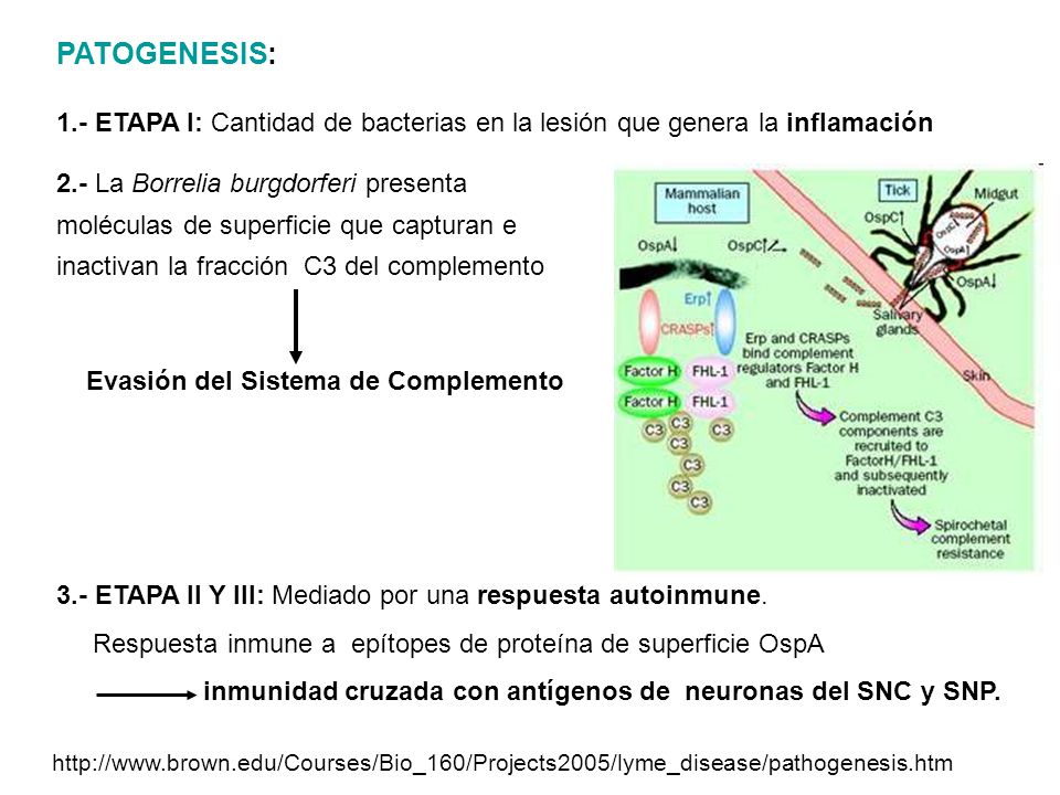 PATOGENESIS: 1.- ETAPA I: Cantidad de bacterias en la lesión que genera la inflamación.
