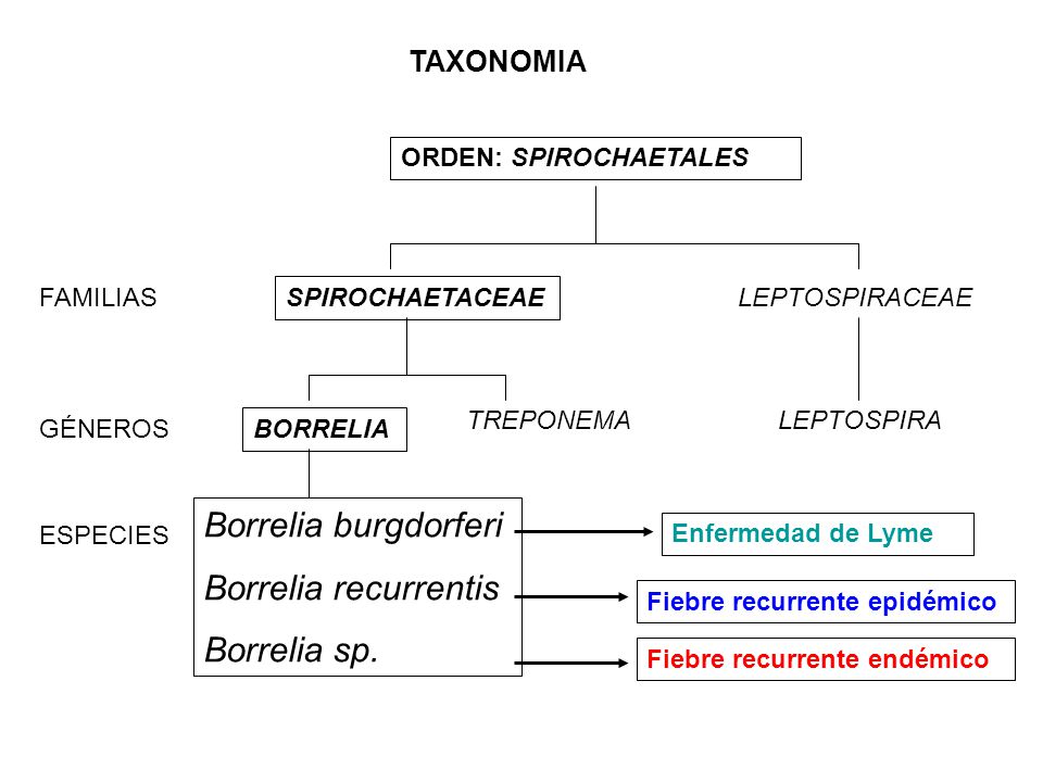 Borrelia burgdorferi Borrelia recurrentis Borrelia sp. TAXONOMIA
