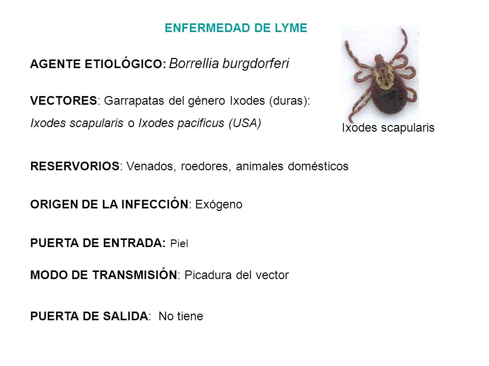 ENFERMEDAD DE LYME Ixodes scapularis. AGENTE ETIOLÓGICO: Borrellia burgdorferi. VECTORES: Garrapatas del género Ixodes (duras):