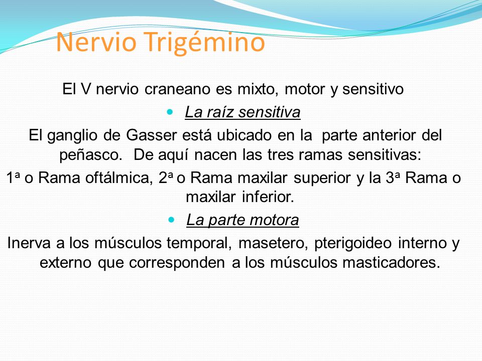 El V nervio craneano es mixto, motor y sensitivo