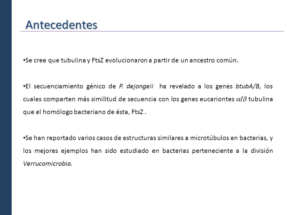 Antecedentes Se cree que tubulina y FtsZ evolucionaron a partir de un ancestro común.