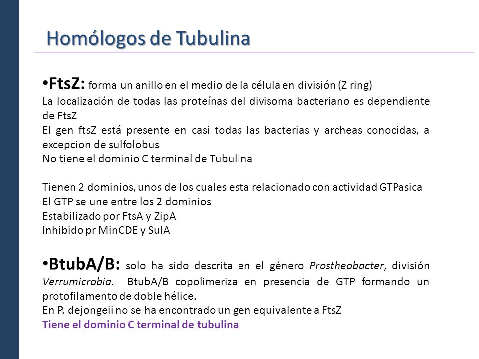 Homólogos de Tubulina FtsZ: forma un anillo en el medio de la célula en división (Z ring)