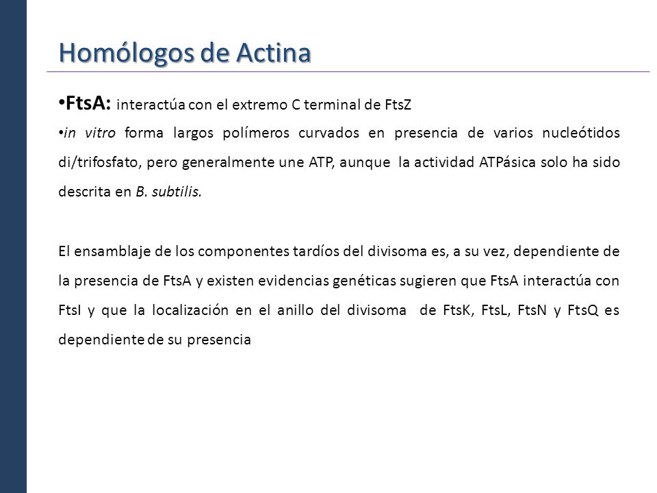 Homólogos de Actina FtsA: interactúa con el extremo C terminal de FtsZ