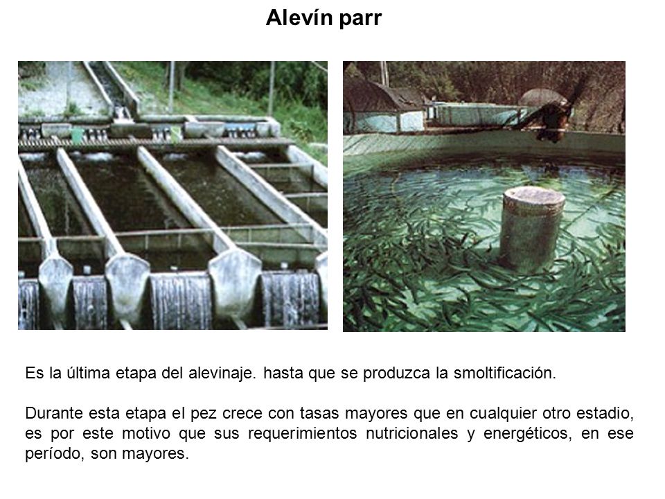 Alevín parr Es la última etapa del alevinaje. hasta que se produzca la smoltificación.