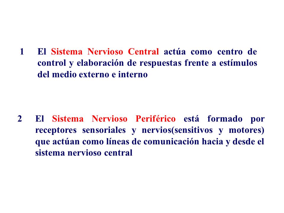 1 El Sistema Nervioso Central actúa como centro de control y elaboración de respuestas frente a estímulos del medio externo e interno