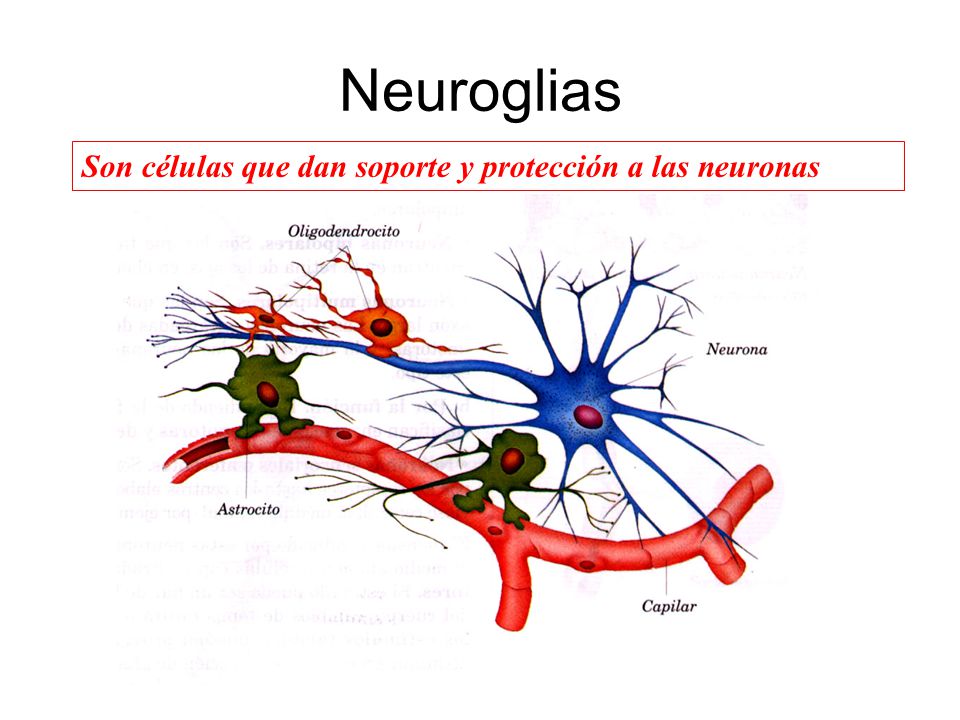 Neuroglias Son células que dan soporte y protección a las neuronas