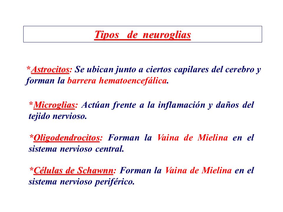 Tipos de neuroglias *Astrocitos: Se ubican junto a ciertos capilares del cerebro y forman la barrera hematoencefálica.
