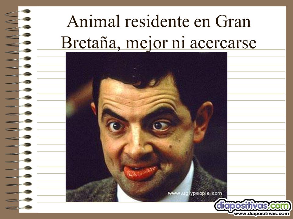 Animal residente en Gran Bretaña, mejor ni acercarse