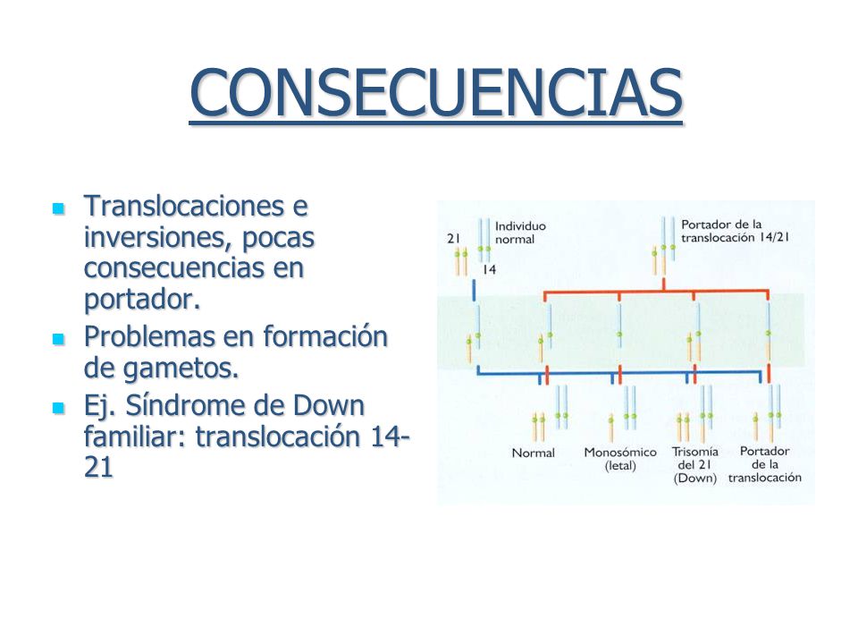 CONSECUENCIAS Translocaciones e inversiones, pocas consecuencias en portador. Problemas en formación de gametos.