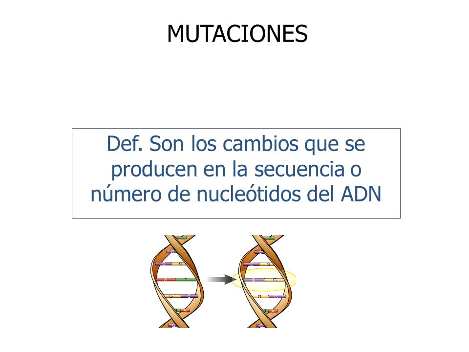 MUTACIONES Def. Son los cambios que se producen en la secuencia o número de nucleótidos del ADN