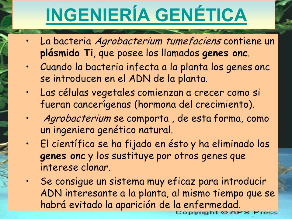 INGENIERÍA GENÉTICA La bacteria Agrobacterium tumefaciens contiene un plásmido Ti, que posee los llamados genes onc.