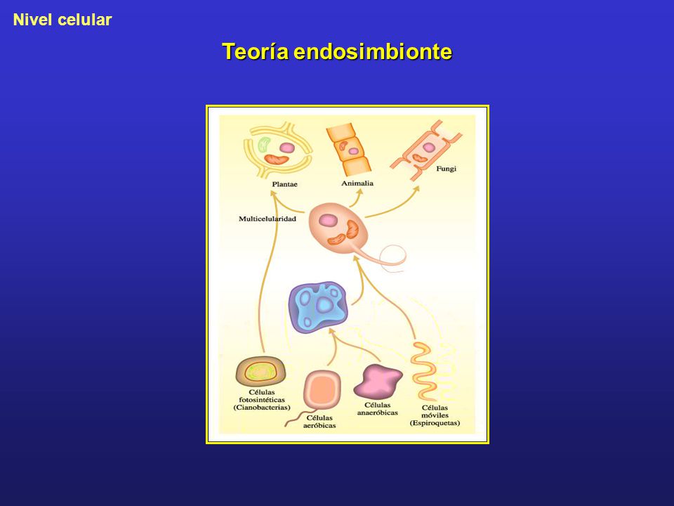 Teoría endosimbionte