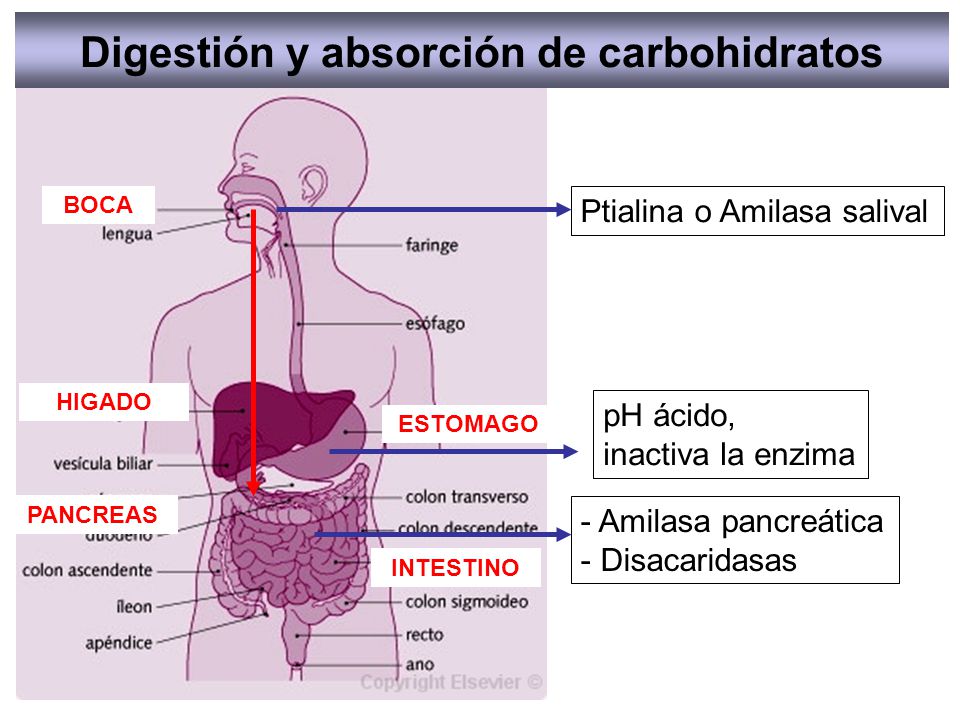 Digestión y absorción de carbohidratos