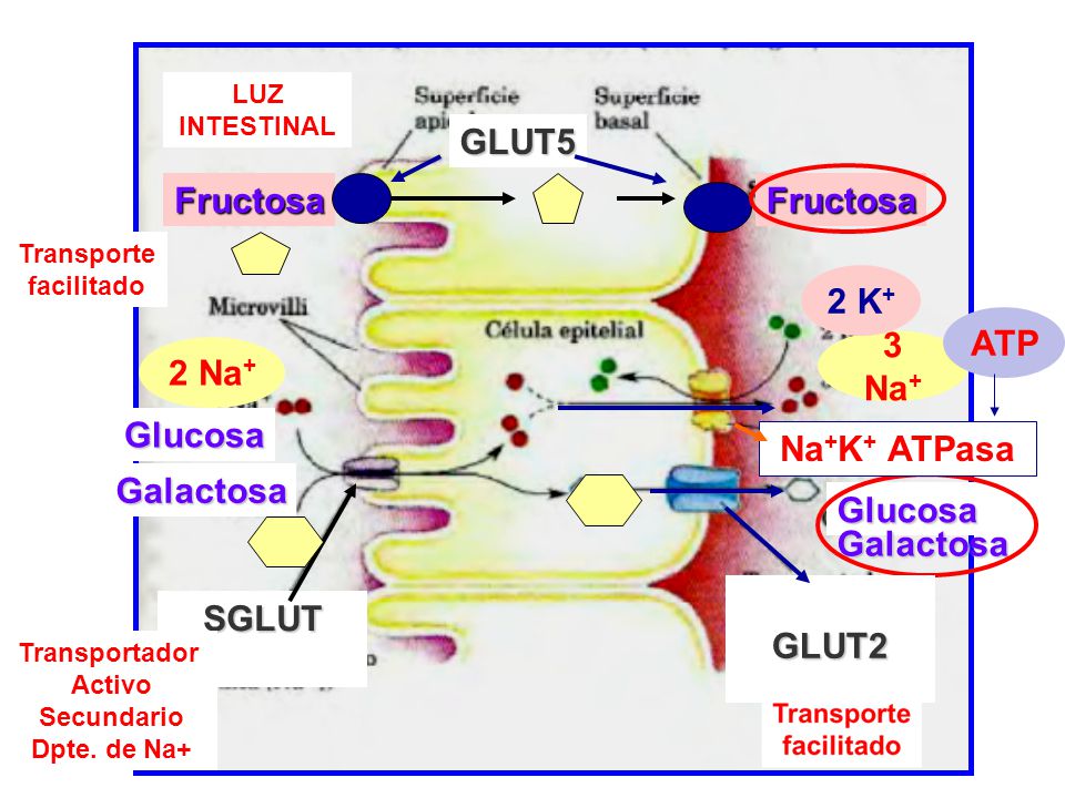 2 K+ ATP 3 Na+ 2 Na+ Na+K+ ATPasa GLUT2 SGLUT
