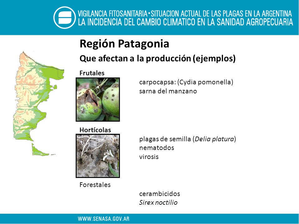 Región Patagonia Que afectan a la producción (ejemplos) Frutales